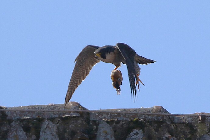 Falco mit Beute 2b