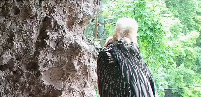 Hans mit Federloch 02.06.25