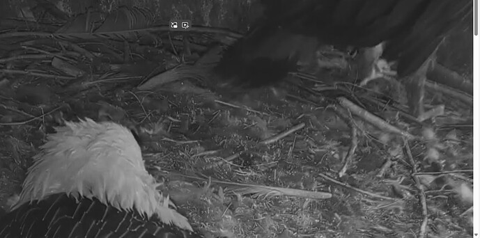 Vor dem Ansitz 08.05.24