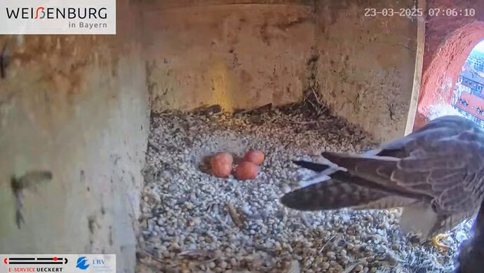 Screenshot_2025-03-23-08-20-07-196_com.google.android.youtube