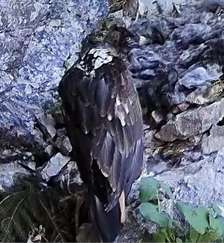 Luisa`s Ripperl 12.06.25