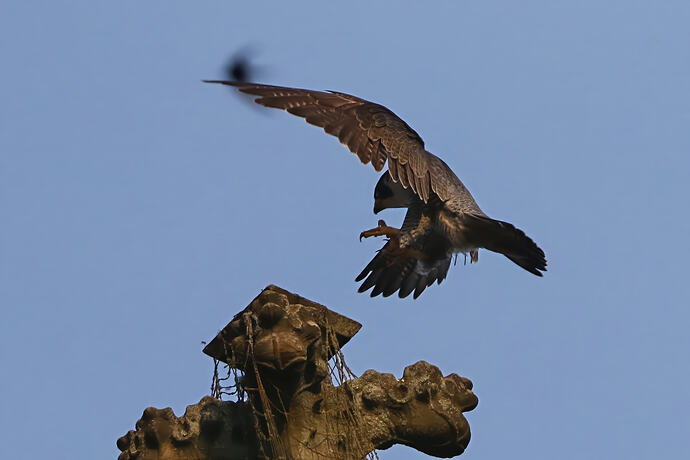 Falco 5a