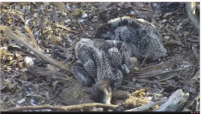 Screenshot 2024-10-21 174703