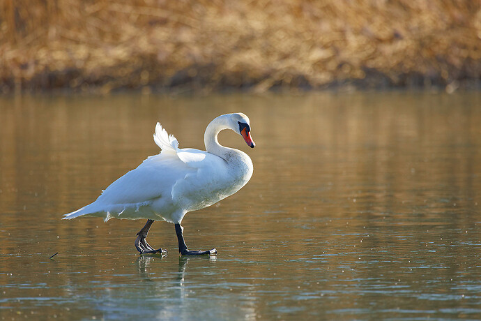 IMG_3408_DxO_DxO