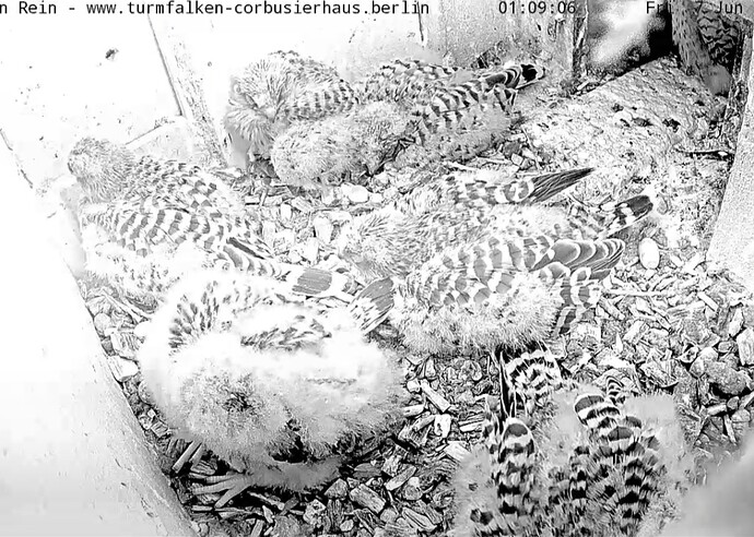 Screenshot_20240607_010934_Chrome