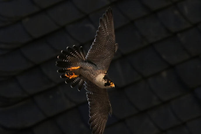 Falco 4a