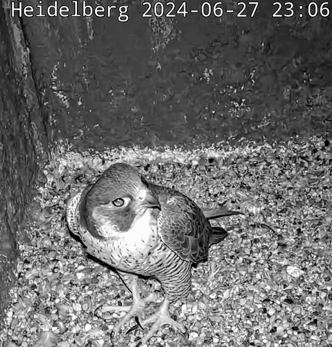 Screenshot_2024-06-27-23-07-13-229_com.android.chrome