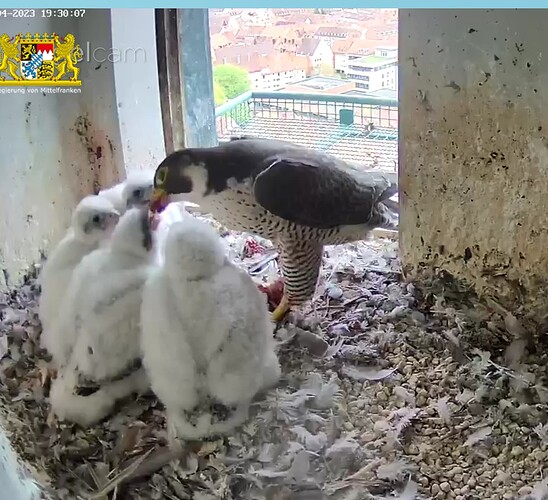 Screenshot_20230425-193028~2