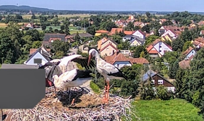 Screenshot_2024-07-09-11-46-19-018_com.android.chrome