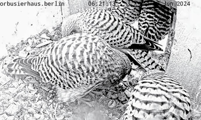 Screenshot_2024-06-19-06-21-39-237_com.google.android.youtube