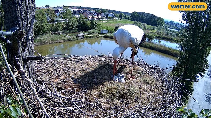 Störche10.5.