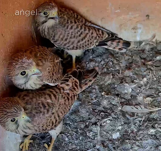 Screenshot_2025-06-28-10-48-57-217_com.android.chrome