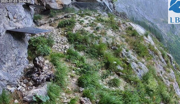 Screenshot_20250703_160658_Firefox