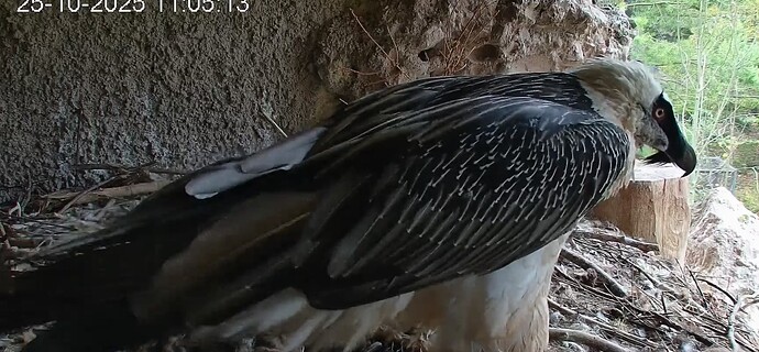 Wo ist Hans 25.10.25