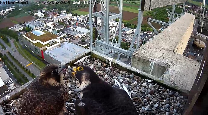 Screenshot_20240522_193600_Chrome