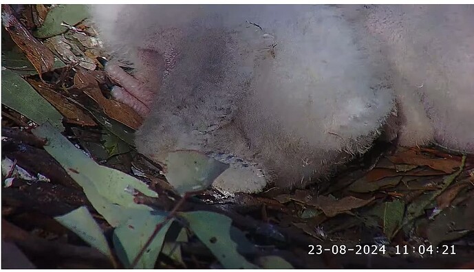 Screenshot 2024-08-23 122545