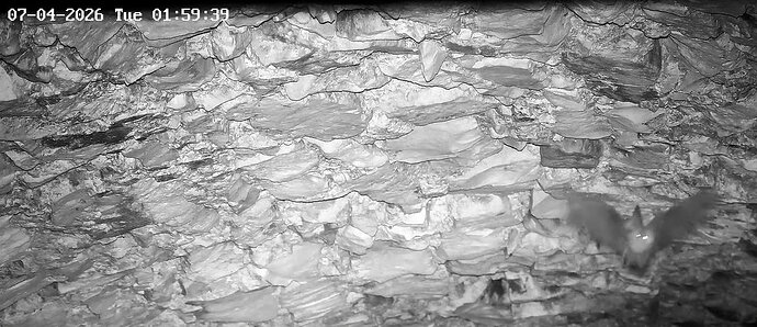 2026-04-07_1 Langohr im Keller 1