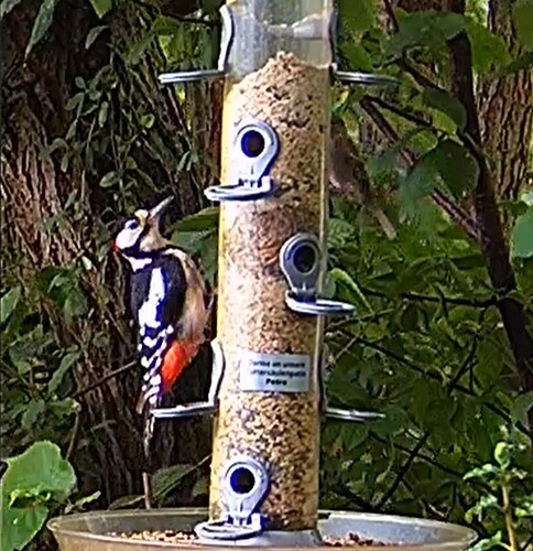 Buntspechtmann 2 01.07.24