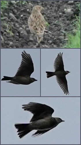 20260315_141240-COLLAGE
