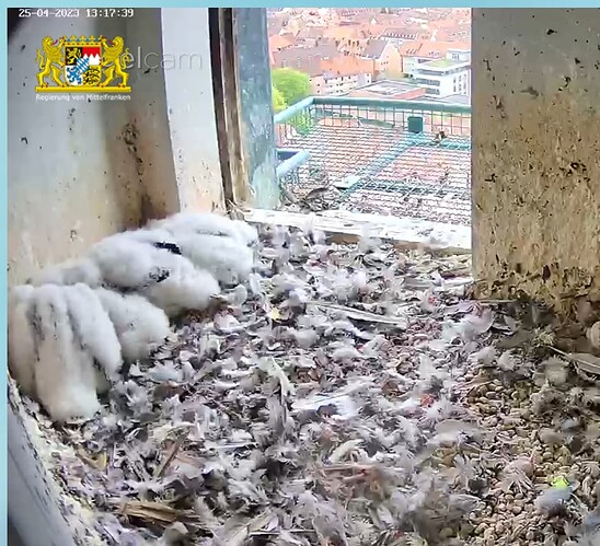 Capture+_2023-04-25-13-18-06(1)