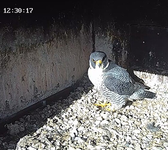 Screenshot_20240203_122721_Chrome