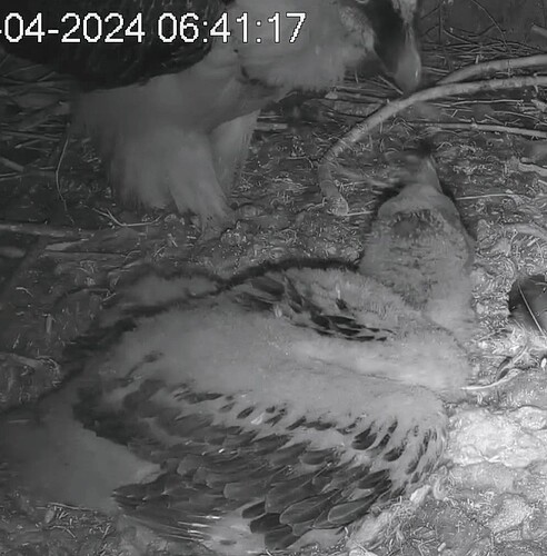 Screenshot_2024-04-14-06-42-20-777_com.android.chrome