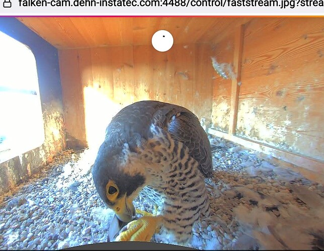 Screenshot_20250920-094857_Firefox~2