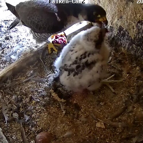 Screenshot_20230520-054428~2