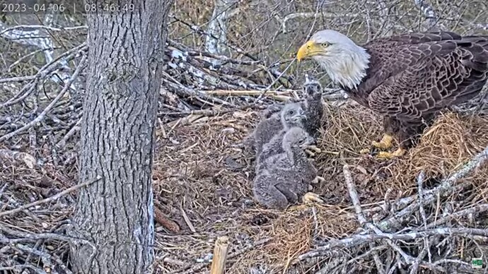 DuVI_2304056_Rosa_eaglets