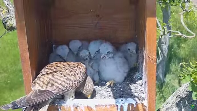 tfhu_230531_6chicks_w_