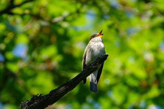 DSC00706