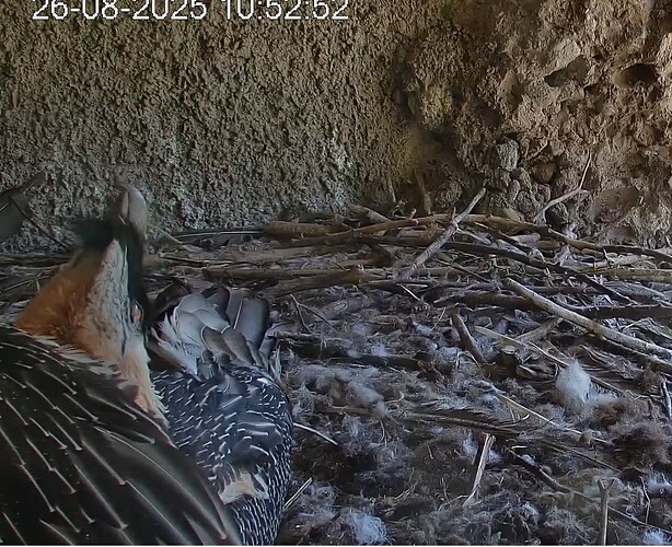 Mascha im Horst 26.08.25