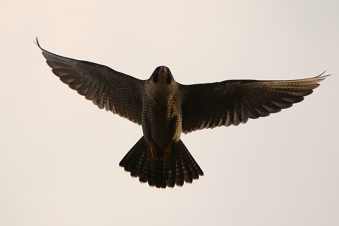 Wanda sucht Falco 3