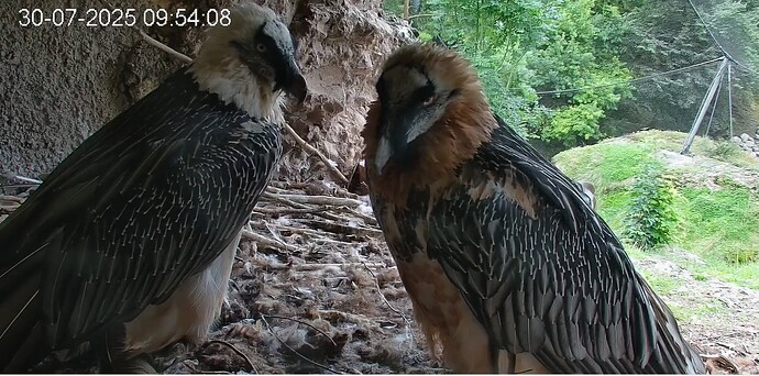 Hans ist aufgestanden 1 30.07.25