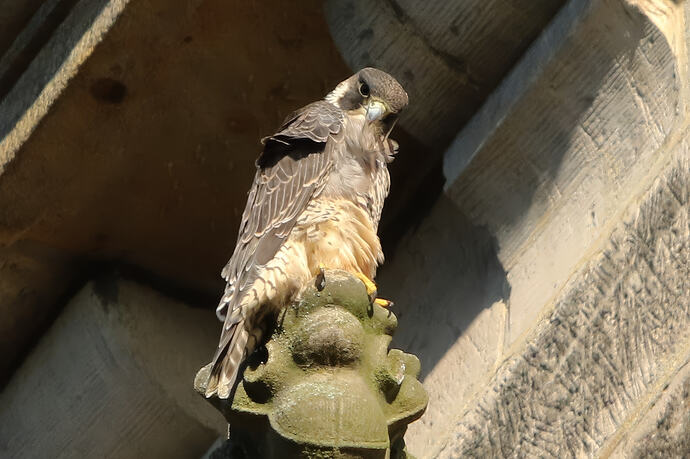 Jungfalke 7a