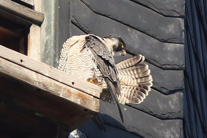 Wanda beim Putzen