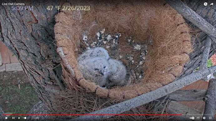 GHO_230226_Owlets