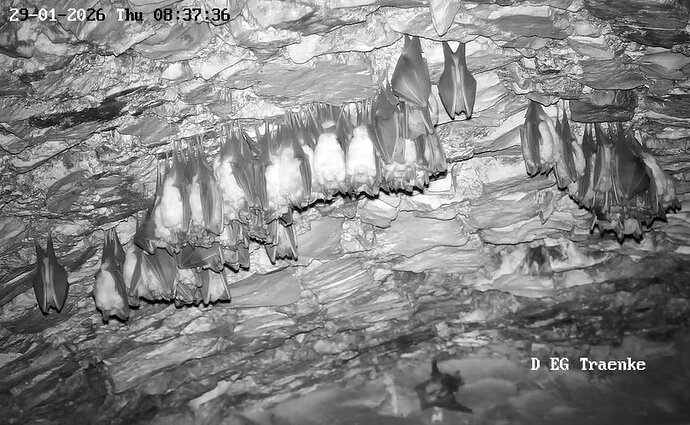 2026-01-29_5ab 8.00 Glattnase 2