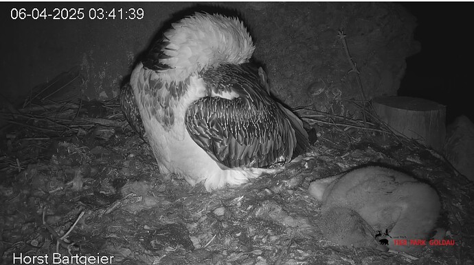 Nächtliche Szene 06.04.25