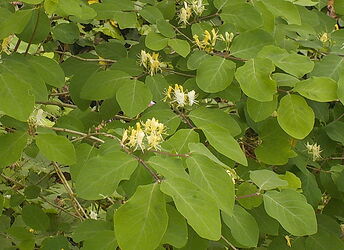 Snap_2025.05.06_14h58m20s_007_