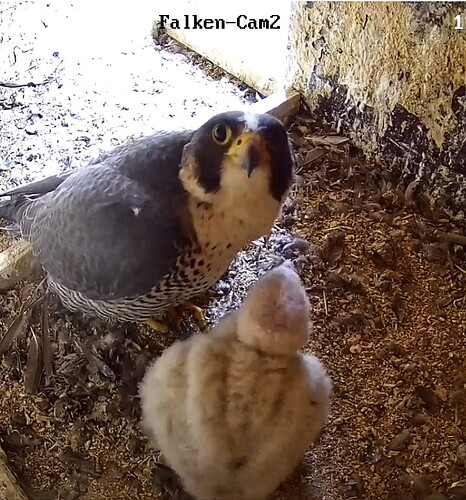 Screenshot_20230511-064900-01