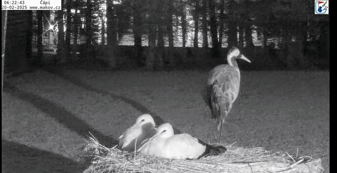 Screenshot_2025-02-20-06-23-04-608_com.android.chrome