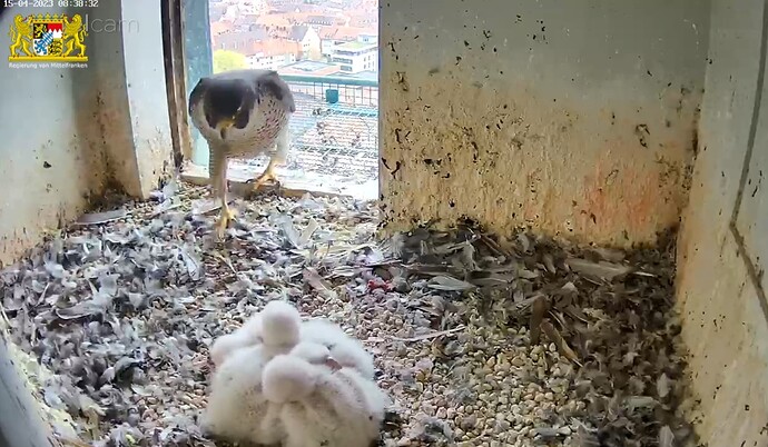 Screenshot_20230415-083856_Samsung Internet