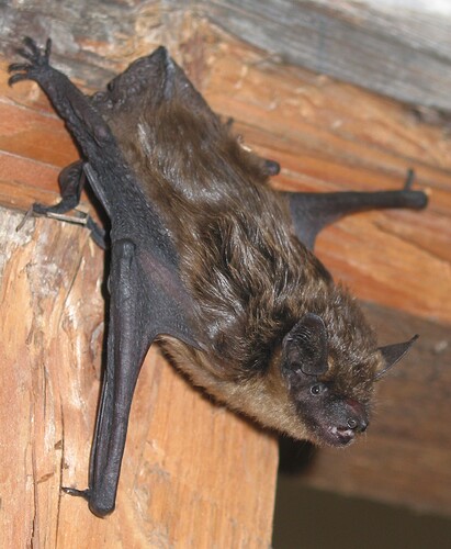 Breitflügelfledermaus ortend