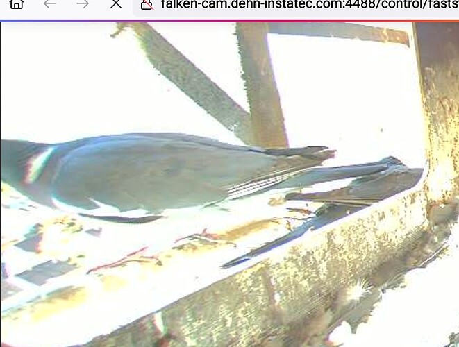 Screenshot_20250511-105828_Firefox~2