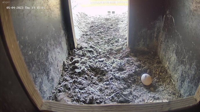 TFN_230504_brown_pigeons_egg