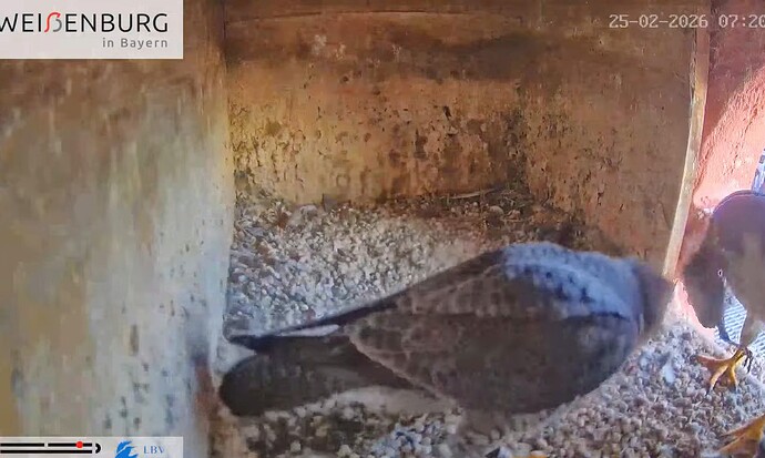 Screenshot_2026-02-25-07-32-56-379_com.google.android.youtube~2