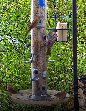 Star bei Schorsch mit Spatzen 10.04.24