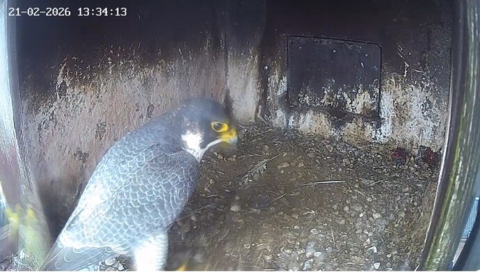 Screenshot_20260221_142322_Chrome