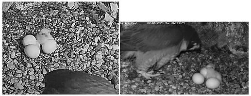 Snap_2024.04.02_06h37m07s_003_